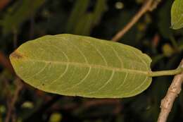 Image of Lowveld fig