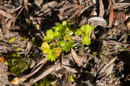 Image of Hydrocotyle callicarpa Bunge