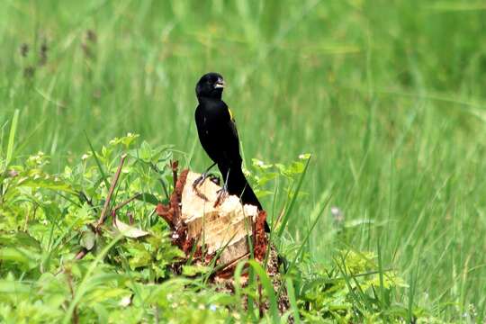 Image of Yellow-mantled Whydah