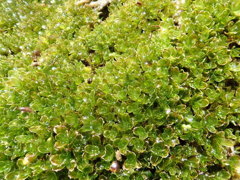 Image of crumia moss