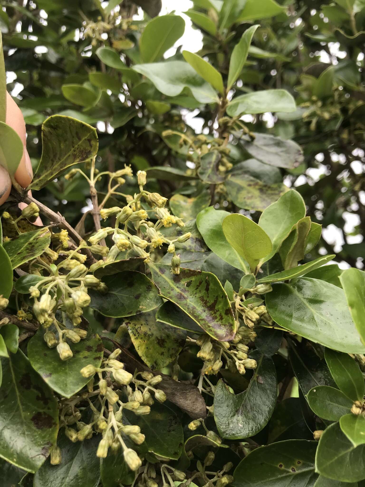 Olearia telmatica Heenan & de Lange resmi