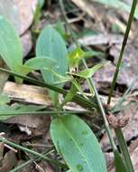 Image of Mountain bird orchid