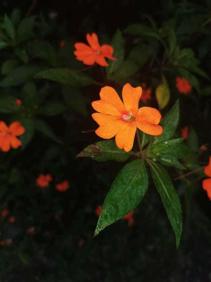 Imagem de Impatiens hawkeri W. Bull