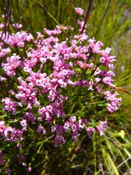 Plancia ëd Erica steinbergiana var. steinbergiana