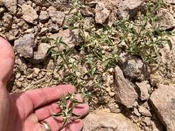 Image of California silverbush