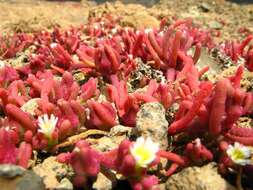 Image of slenderleaf iceplant