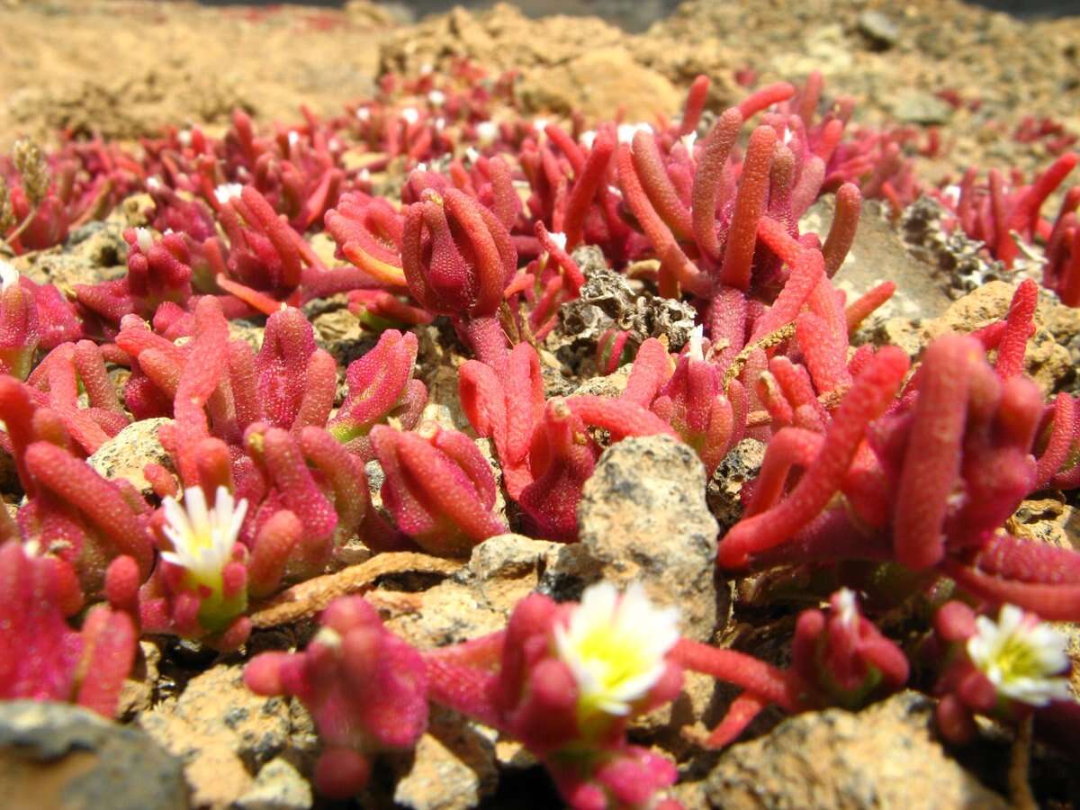 Image of slenderleaf iceplant