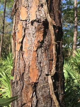 Image of Pinus elliottii var. densa Little & K. W. Dorman