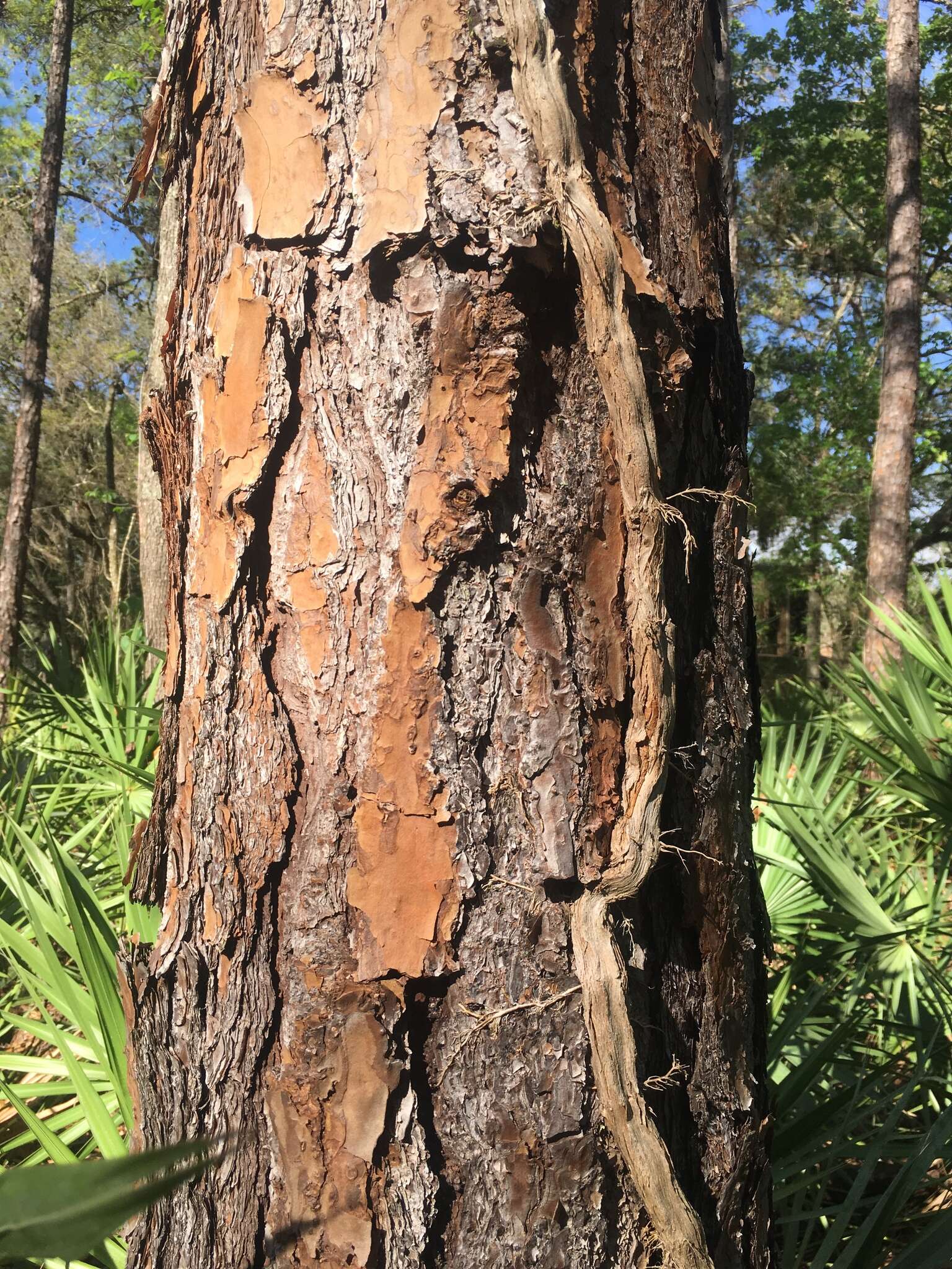 Image of south florida slash pine