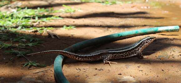 Image of Three-lined Girdled Lizard