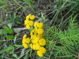 Image of Tanacetum vulgare subsp. boreale (Fisch. ex DC.) A 1975