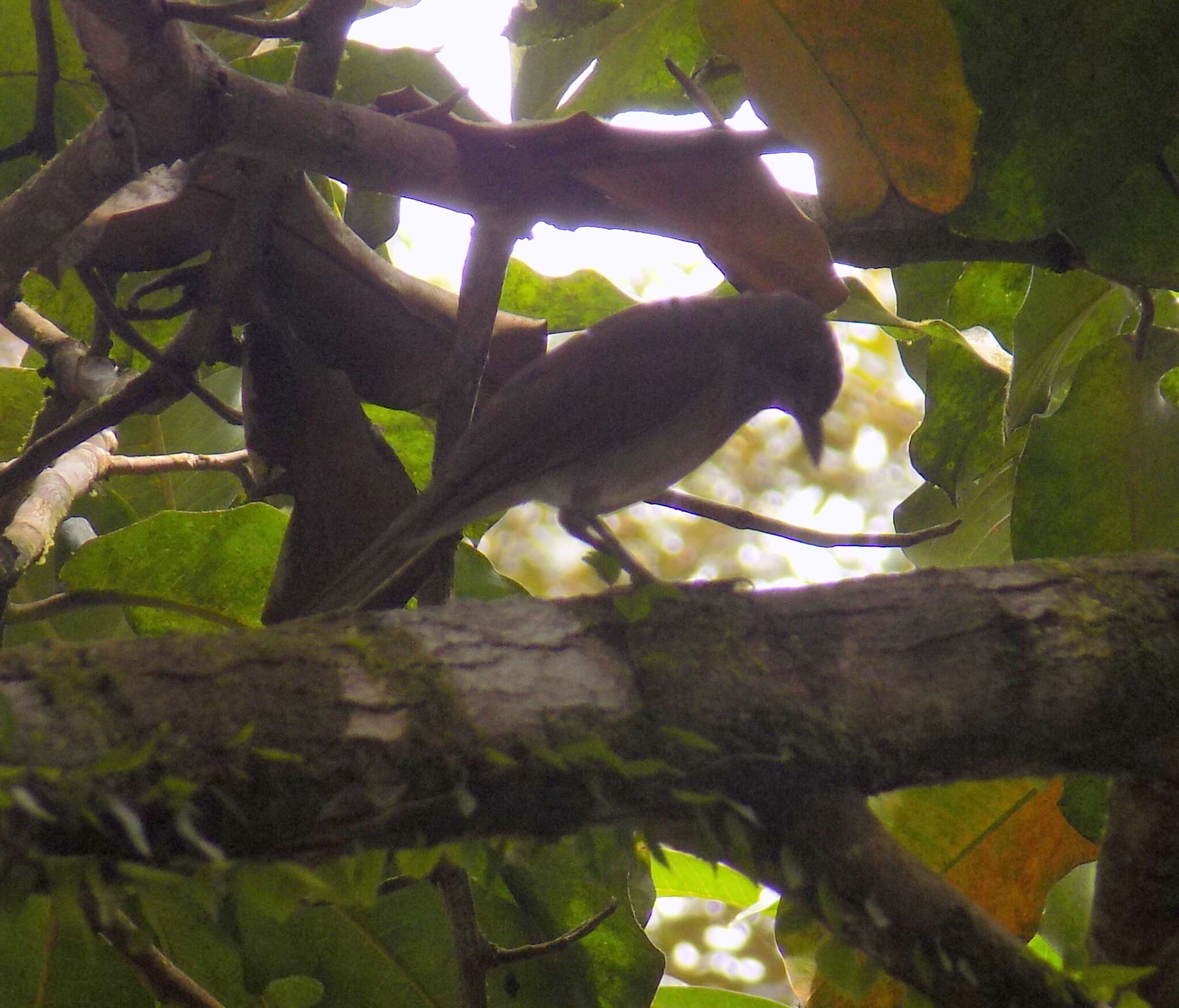 Image of Pale-breasted Thrush