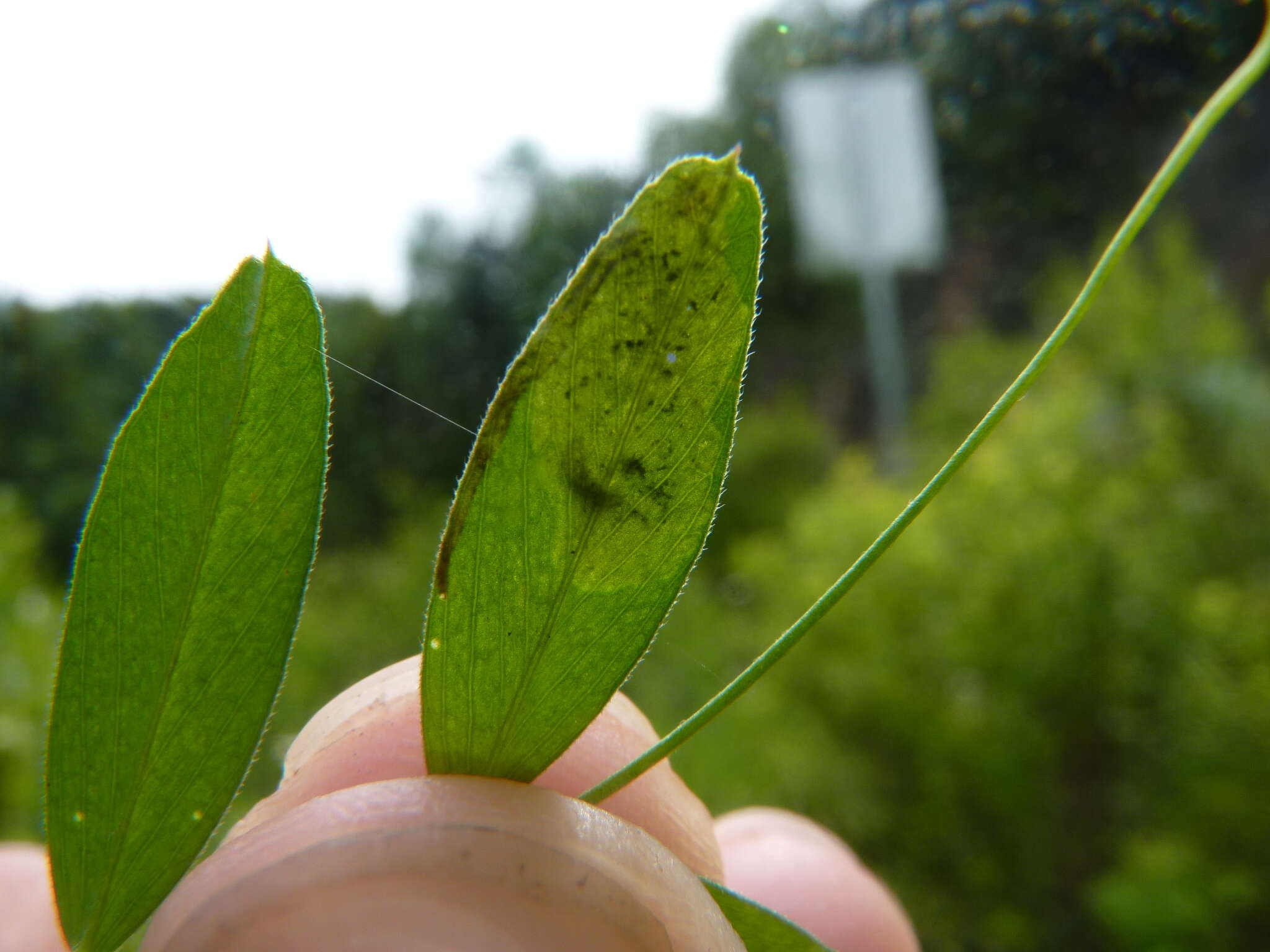 Plancia ëd Phytoliriomyza viciae Spencer 1969