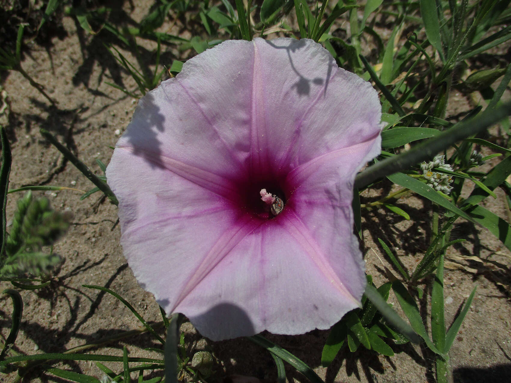 Слика од Ipomoea bolusiana Schinz