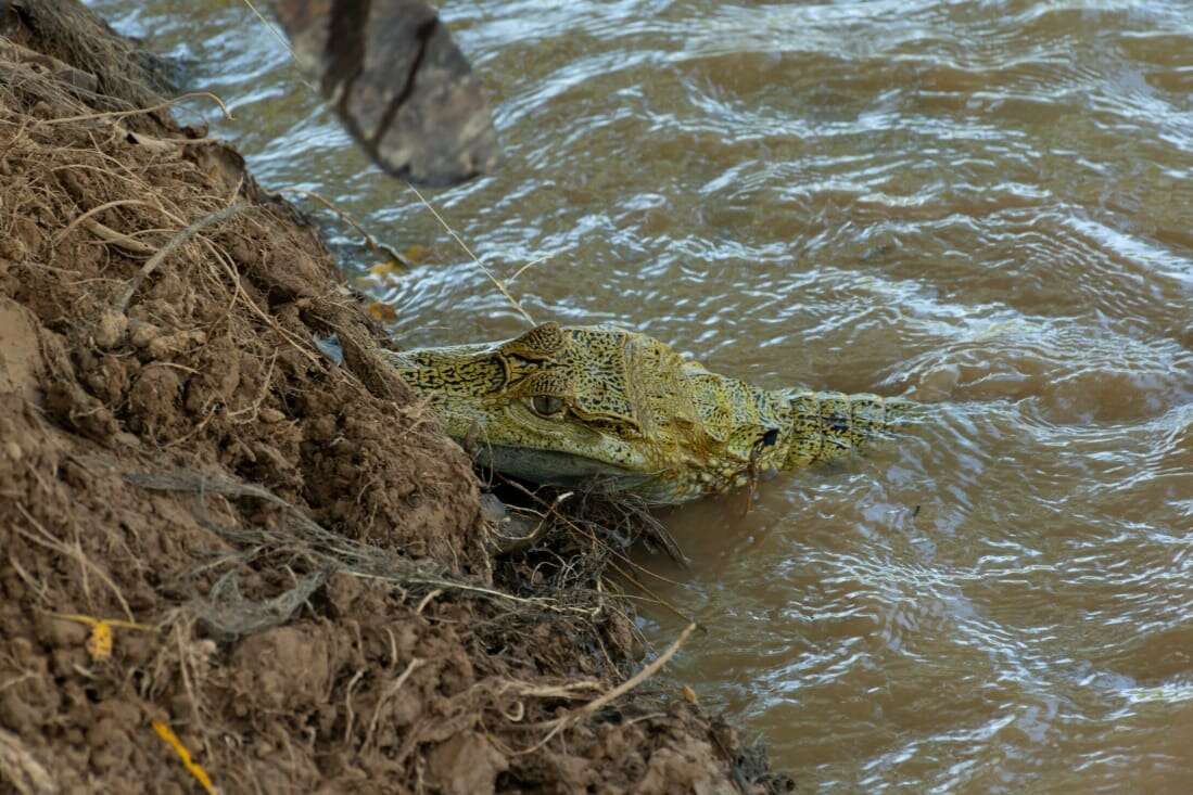 Image of South American Spectacled Caiman