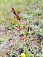 Sivun Sorghum leiocladum (Hack.) C. E. Hubb. kuva