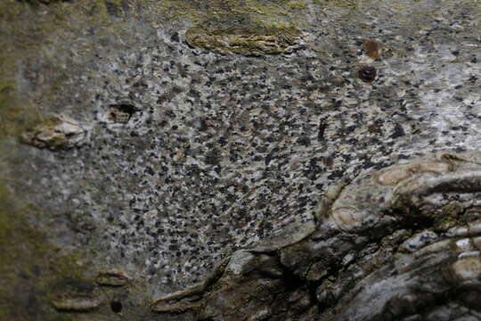 Image of dot lichen