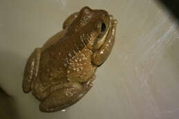 Image of Vermiculated Tree Frog