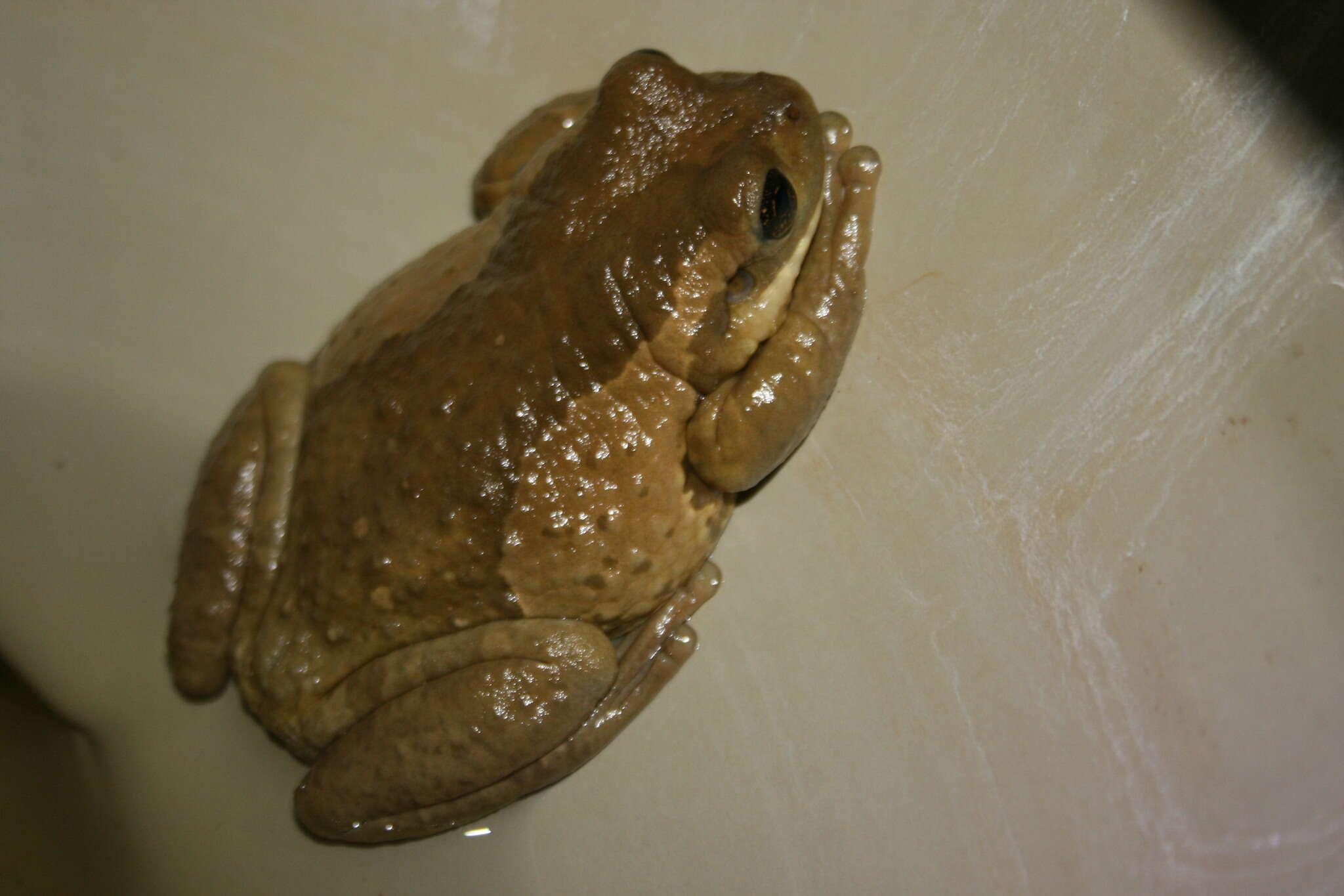 Image of Vermiculated Tree Frog