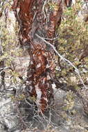 Image of Polylepis tarapacana Phil.