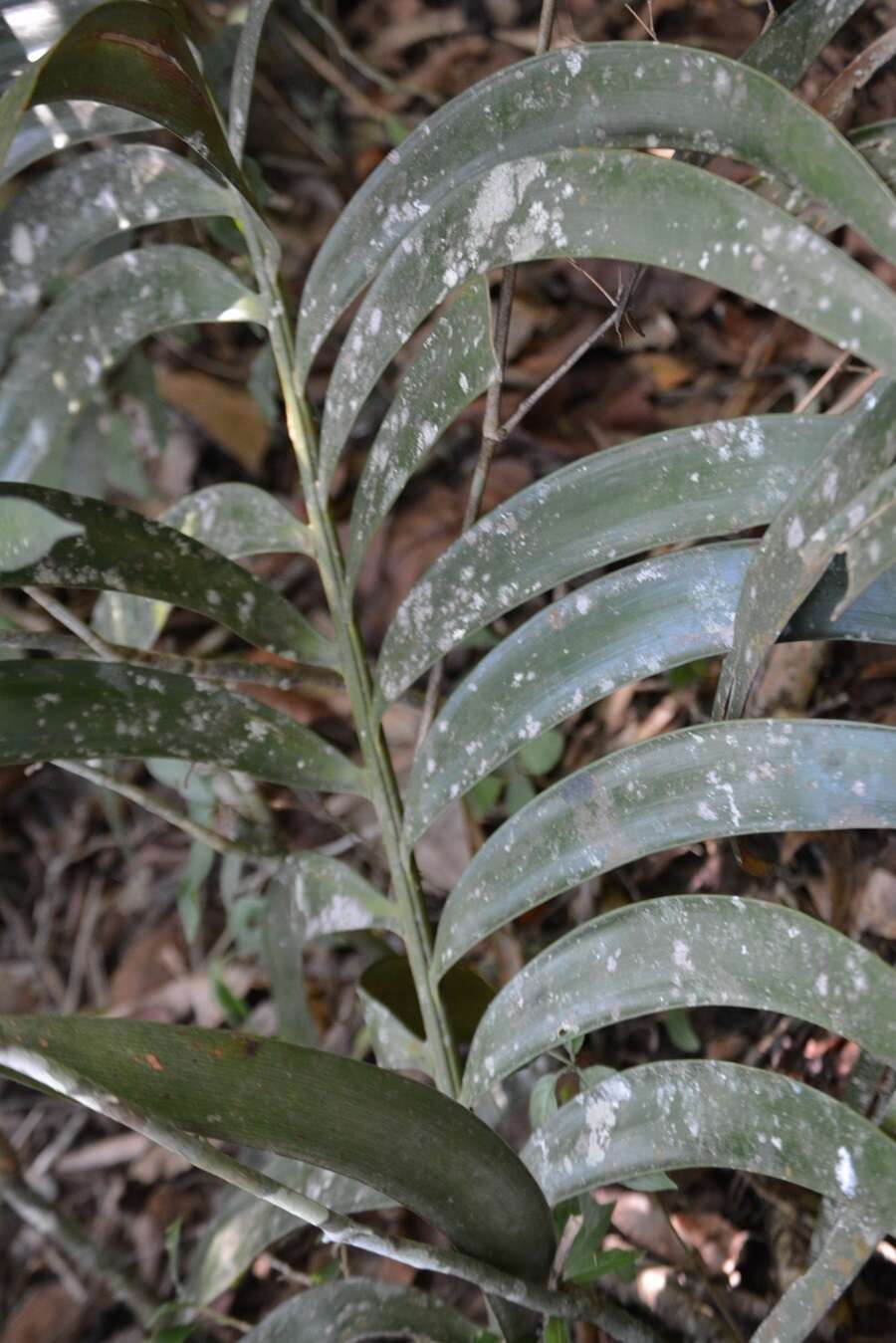 Image of Cycad