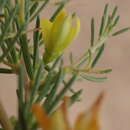 Image of Aspalathus spinescens Thunb.