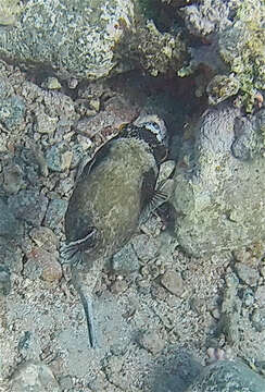 Image of Masked Puffer