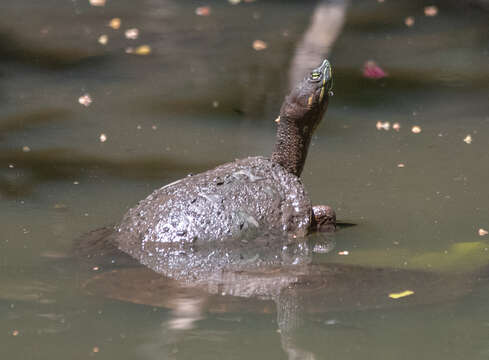 Image of Trachemys grayi panamensis Mccord, Joseph-Ouni, Hagen & Blanck 2010