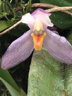 Image of Maxillaria richii Dodson