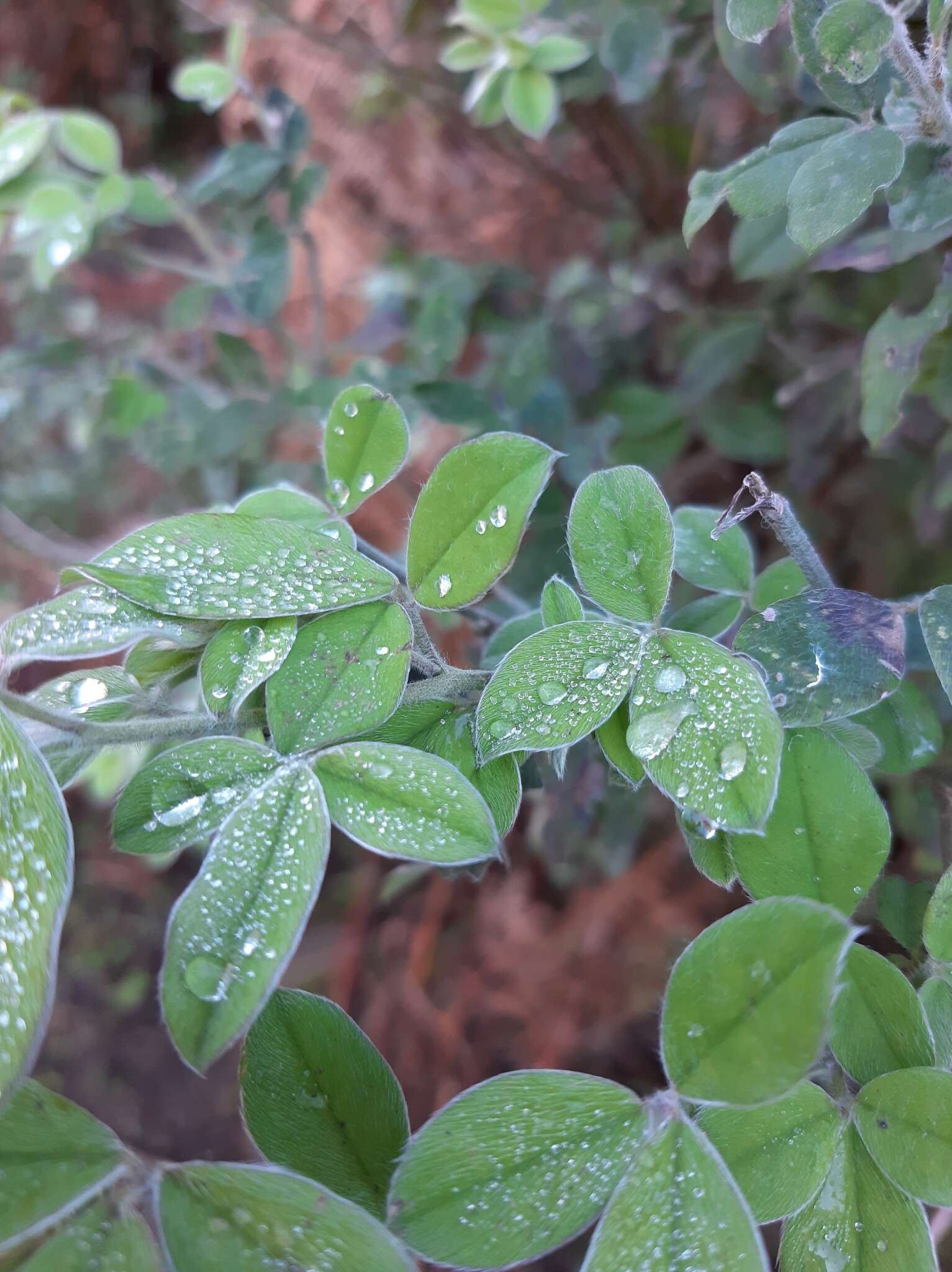 Слика од Cytisus villosus Pourr.