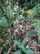 Image of Habenaria polytricha Rolfe