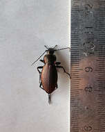 Image of Carabus (Morphocarabus) excellens Fabricius 1798