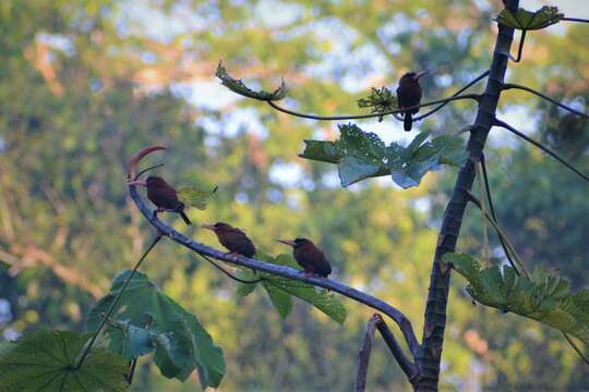 Image of Chestnut Jacamar