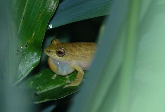 Image of Variable Reed Frog