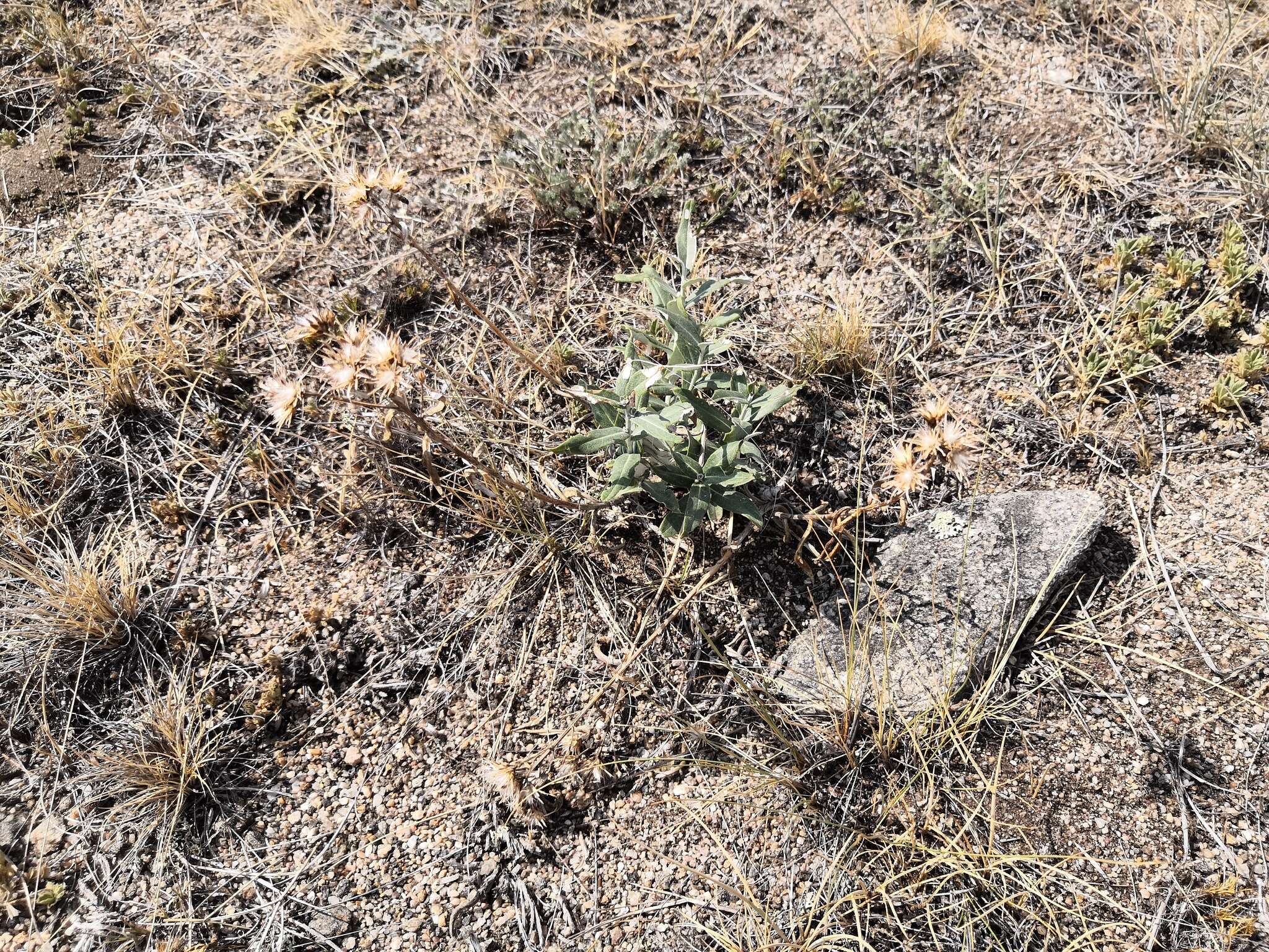 Image of Saussurea salicifolia (L.) DC.