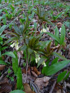 Image of Cardamine enneaphyllos (L.) Crantz