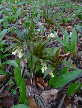 Image of Cardamine enneaphyllos (L.) Crantz