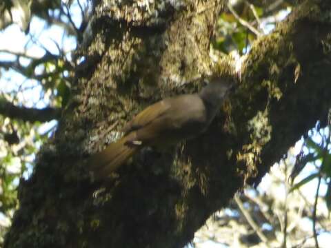 Image of Yellow-streaked Bulbul