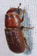 Image of Red Turpentine Beetle