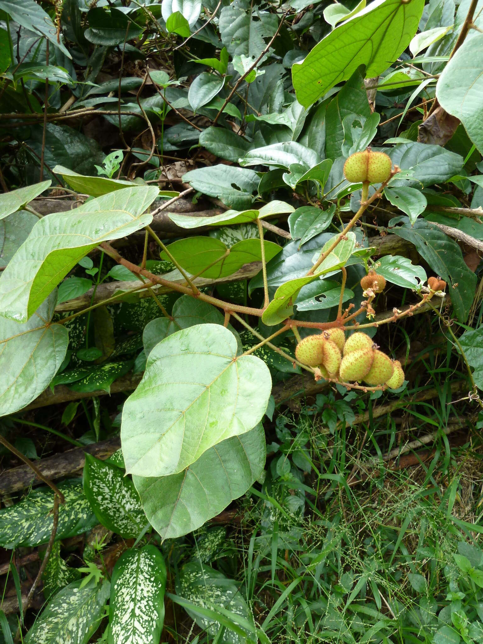 Image of Manniophyton fulvum Müll. Arg.