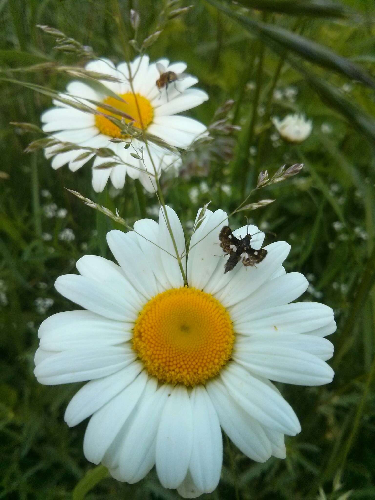 Image of Spotted Thyris