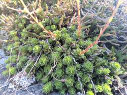 Image of Yellow-Dot Saxifrage