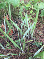Image of Pitchfork Crown Grass