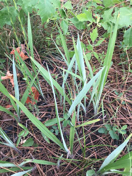 Image de Paspalum bifidum (Bertol.) Nash