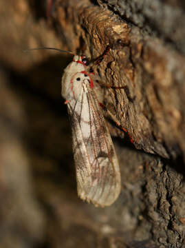 Image of Teracotona rhodophaea Walker 1864