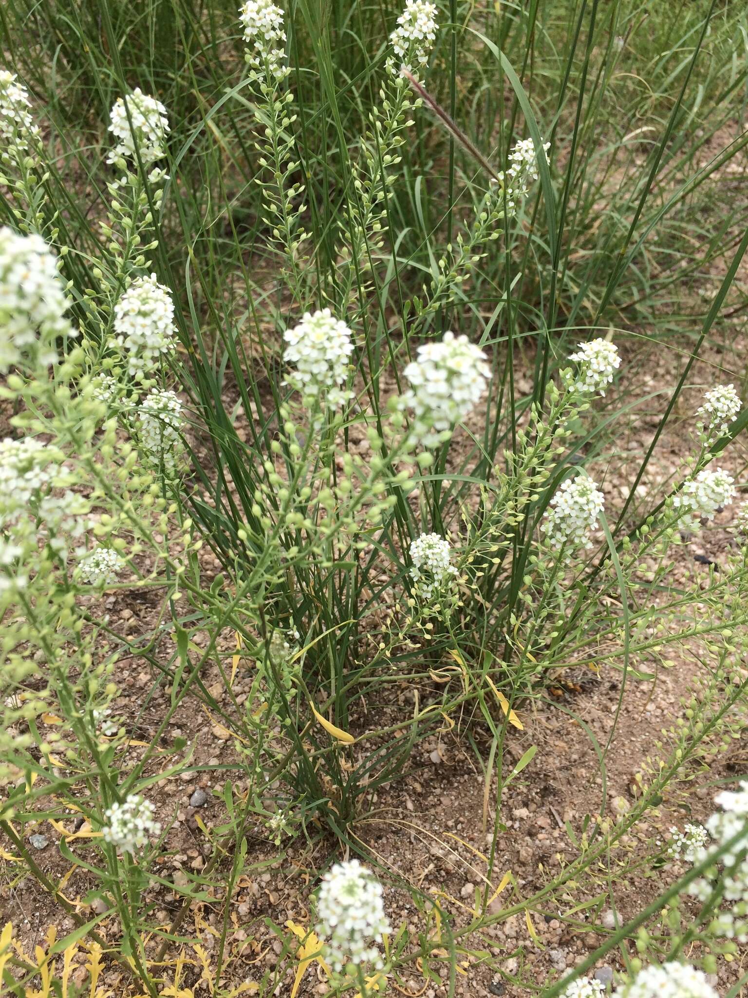 Image of Lepidium thurberi Wooton