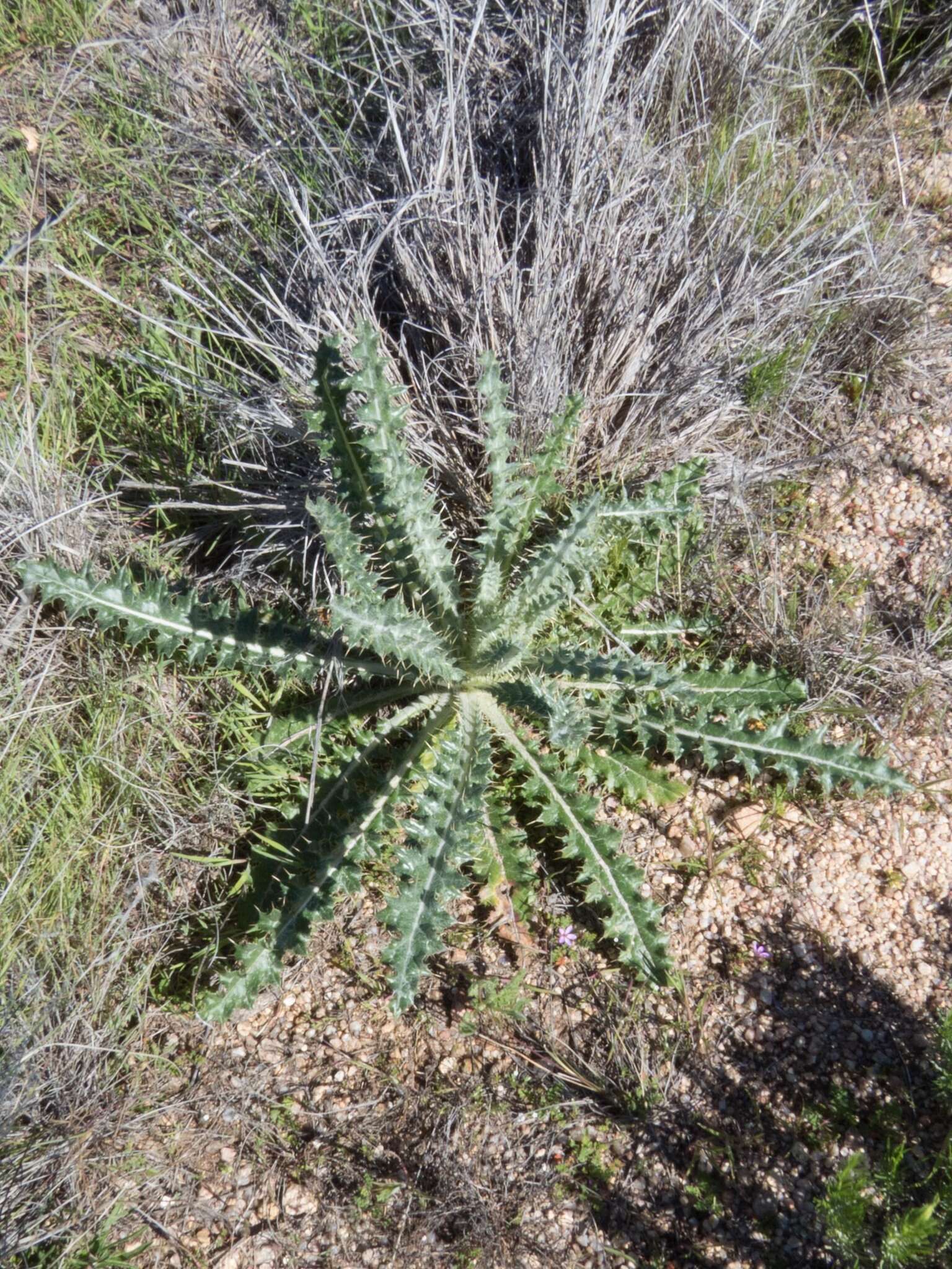 Imagem de Cirsium neomexicanum A. Gray