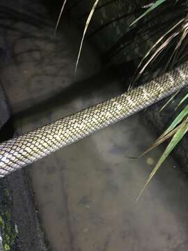 Image of King ratsnake