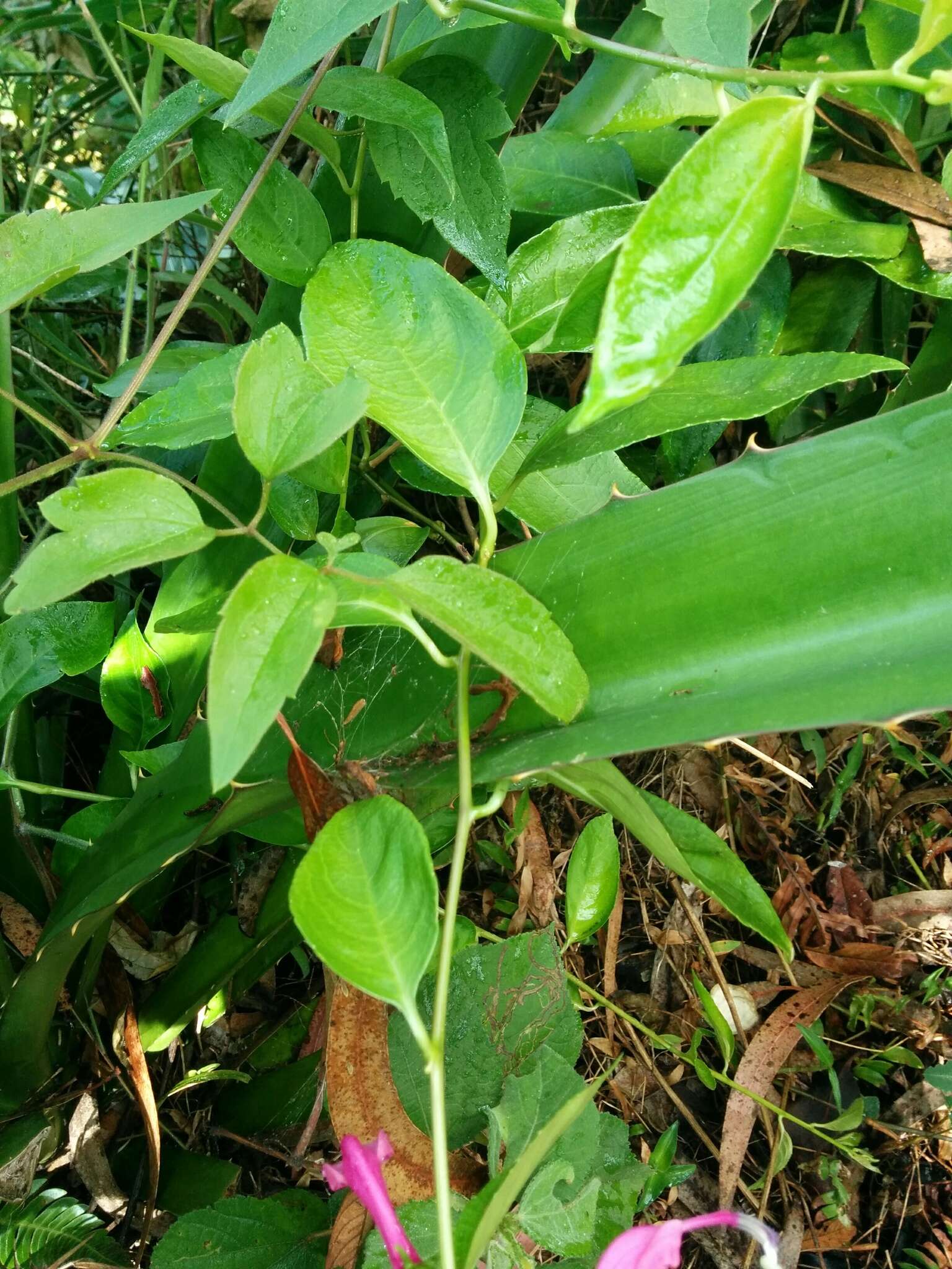 Image of Centropogon urubambae E. Wimm.