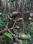 Image of Anthocleista madagascariensis Baker